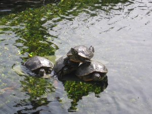 Greystone Mansion Turtles